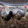 4 X FARM CHICKEN ROOSTER S. VAN HYSSTEEN (Per animal to take the lot)