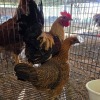 4 X FARM CHICKEN ROOSTER & HEN S. VAN HYSSTEEN (Per animal to take the lot)