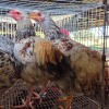 5 X FARM CHICKEN ROOSTER S. VAN HYSSTEEN (Per animal to take the lot)