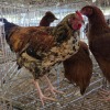 5 X FARM CHICKEN ROOSTER & HEN S. VAN HYSSTEEN (Per animal to take the lot)