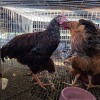 4 X FARM CHICKEN ROOSTER S. VAN HYSSTEEN (Per animal to take the lot)