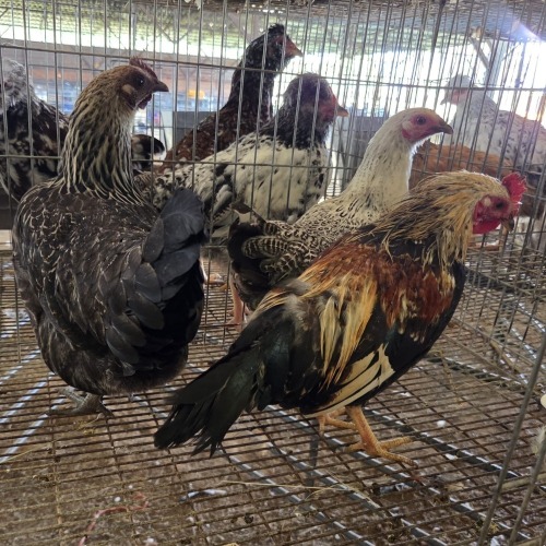 3 X FARM CHICKEN ROOSTER S. VAN HYSSTEEN (Per animal to take the lot)