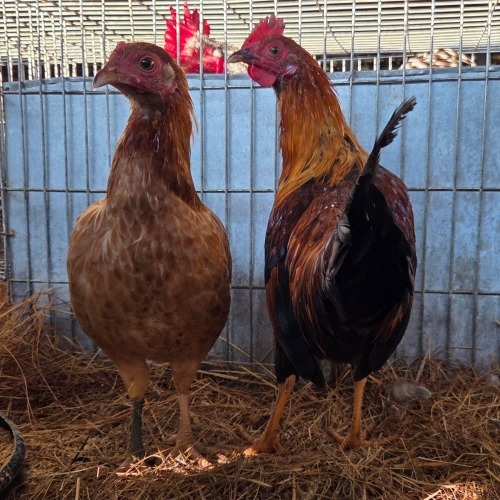 2 X FARM CHICKEN ROOSTER & HEN S. VAN HYSSTEEN (Per animal to take the lot)