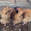 3 X BUFF ORPINGTON ROOSTER & HEN OOSIE (Per animal to take the lot)
