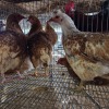 6 X FARM CHICKEN ROOSTER S. VAN HYSSTEEN (Per animal to take the lot)