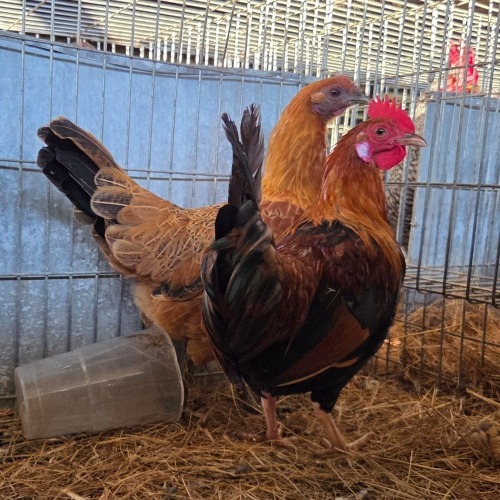 2 X FARM CHICKEN ROOSTER & HEN S. VAN HYSSTEEN (Per animal to take the lot)