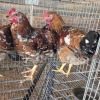 3 X BOSVELDER ROOSTER OOSIE (Per animal to take the lot)