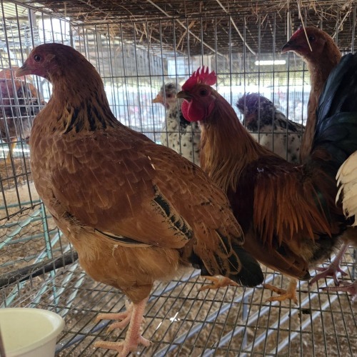 4 X FARM CHICKEN ROOSTER & HEN S. VAN HYSSTEEN (Per animal to take the lot)