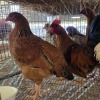 4 X FARM CHICKEN ROOSTER & HEN S. VAN HYSSTEEN (Per animal to take the lot)