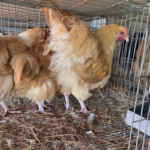 3 X BUFF ORPINGTON ROOSTER & HEN OOSIE (Per animal to take the lot)