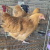 2 X BUFF ORPINGTON HEN OOSIE (Per animal to take the lot)