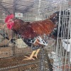 1 X BOSVELDER ROOSTER P. RADEBE