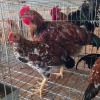 3 X BOSVELDER ROOSTER & HEN OOSIE (Per animal to take the lot)