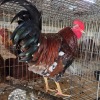 1 X BOSVELDER ROOSTER P. RADEBE