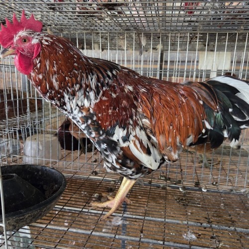 1 X BOSVELDER ROOSTER P. RADEBE