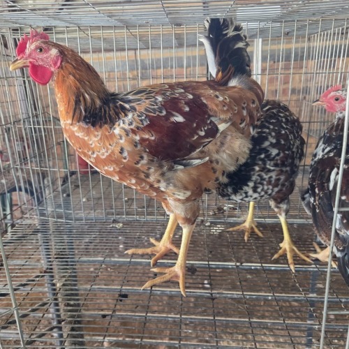 3 X BOSVELDER ROOSTER & HEN OOSIE (Per animal to take the lot)