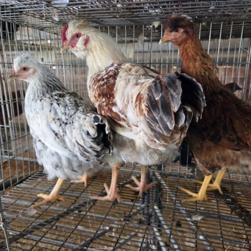 4 X HERERO CROSS ROOSTER & HEN P. RADEBE (Per animal to take the lot)