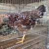 5 X BOSVELDER HEN OOSIE (Per animal to take the lot)