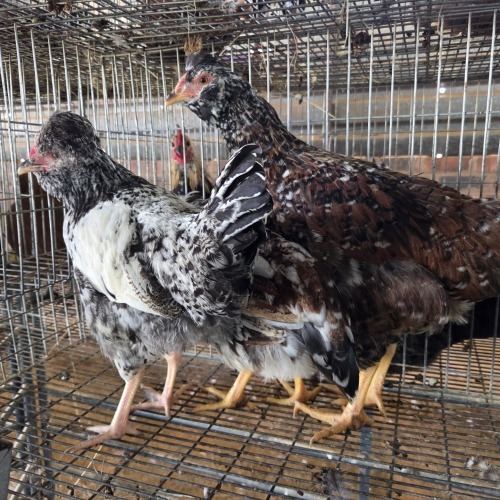 4 X HERERO CROSS ROOSTER & HEN P. RADEBE (Per animal to take the lot)