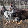 4 X HERERO CROSS ROOSTER & HEN P. RADEBE (Per animal to take the lot)