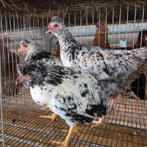 4 X HERERO CROSS ROOSTER & HEN P. RADEBE (Per animal to take the lot)