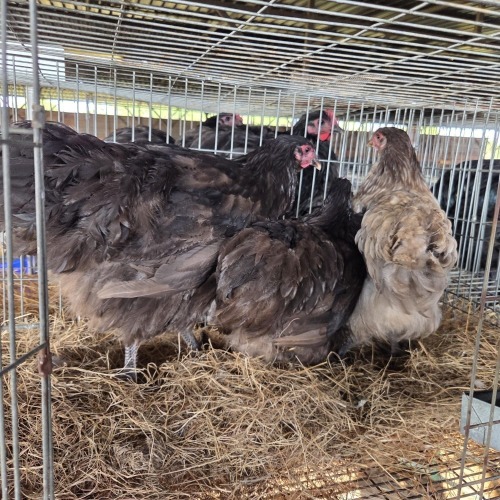 3 X CHOCOLATE ORPINGTON HEN MDP PROJECTS (Per animal to take the lot)