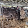 3 X CHOCOLATE ORPINGTON HEN MDP PROJECTS (Per animal to take the lot)