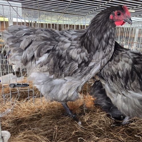 3 X LAVENDAR ORPINGTON ROOSTER & HEN MDP PROJECTS (Per animal to take the lot)