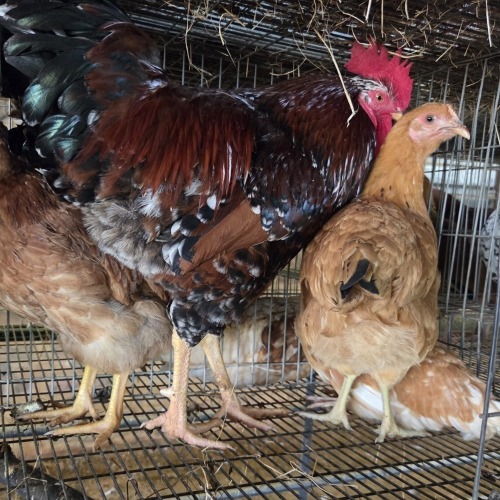 4 X BOSVELDER CROSS ROOSTER & HEN P. RADEBE (Per animal to take the lot)