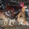 4 X BOSVELDER CROSS ROOSTER & HEN P. RADEBE (Per animal to take the lot)