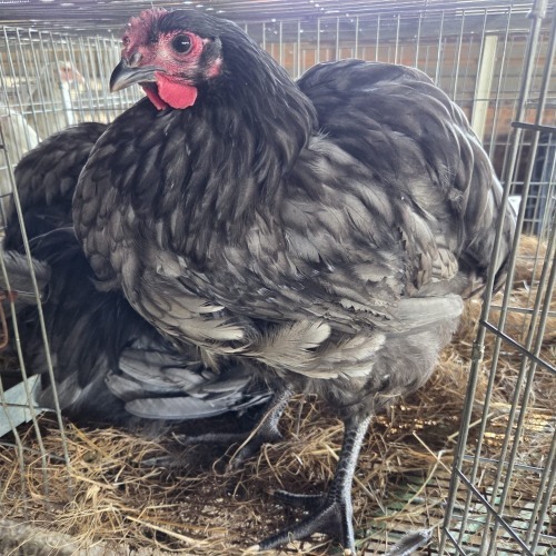 3 X BLUE ORPINGTON ROOSTER & HEN MDP PROJECTS (Per animal to take the lot)