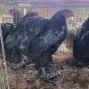 3 X BLACK ORPINGTON ROOSTER & HEN MDP PROJECTS (Per animal to take the lot)