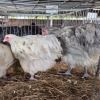 3 X SPLASH ORPINGTON ROOSTER & HEN MDP PROJECTS (Per animal to take the lot)
