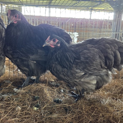 3 X BLUE ORPINGTON ROOSTER & HEN MDP PROJECTS (Per animal to take the lot)