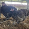 3 X BLUE ORPINGTON ROOSTER & HEN MDP PROJECTS (Per animal to take the lot)