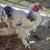 1 X BRAHMA WHITE COLUMBIAN ROOSTER MDP PROJECTS