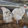 2 X SPLASH ORPINGTON ROOSTER & HEN MDP PROJECTS (Per animal to take the lot)
