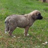 1 X ANATOLIESE SHEPHARD MALE VAN WYK BOERDERY
