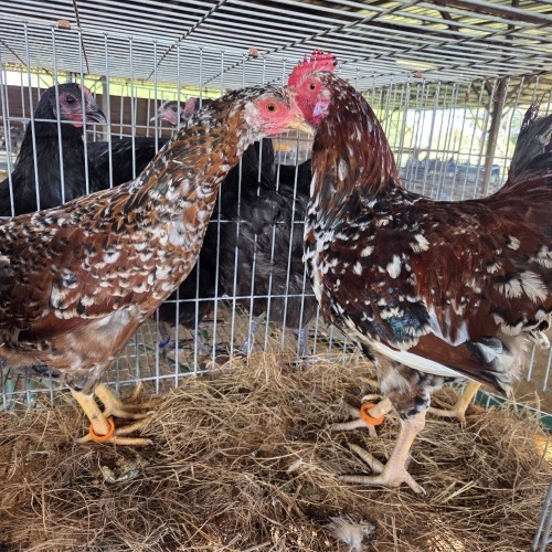 4 X BOSVELDER ROOSTER & HEN TIEGERPOORT BOERDERY (Per animal to take the lot)