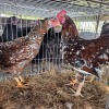 4 X BOSVELDER ROOSTER & HEN TIEGERPOORT BOERDERY (Per animal to take the lot)