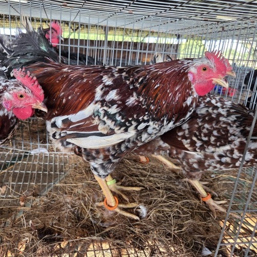 4 X BOSVELDER ROOSTER & HEN TIEGERPOORT BOERDERY (Per animal to take the lot)