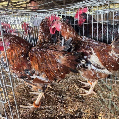 4 X BOSVELDER ROOSTER & HEN TIEGERPOORT BOERDERY (Per animal to take the lot)