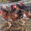 4 X BOSVELDER ROOSTER & HEN TIEGERPOORT BOERDERY (Per animal to take the lot)