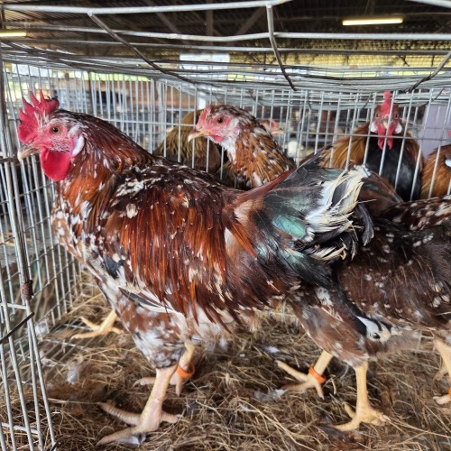 4 X BOSVELDER ROOSTER & HEN TIEGERPOORT BOERDERY (Per animal to take the lot)