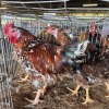 4 X BOSVELDER ROOSTER & HEN TIEGERPOORT BOERDERY (Per animal to take the lot)