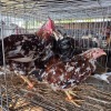 4 X BOSVELDER ROOSTER & HEN TIEGERPOORT BOERDERY (Per animal to take the lot)