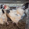 2 X SUSSEX ROOSTER TIEGERPOORT BOERDERY (Per animal to take the lot)