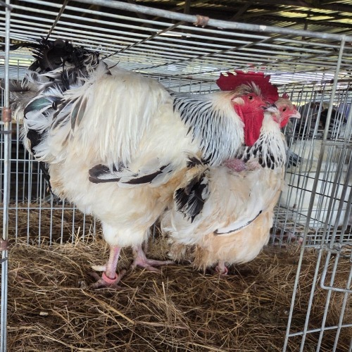 2 X SUSSEX ROOSTER & HEN TIEGERPOORT BOERDERY (Per animal to take the lot)