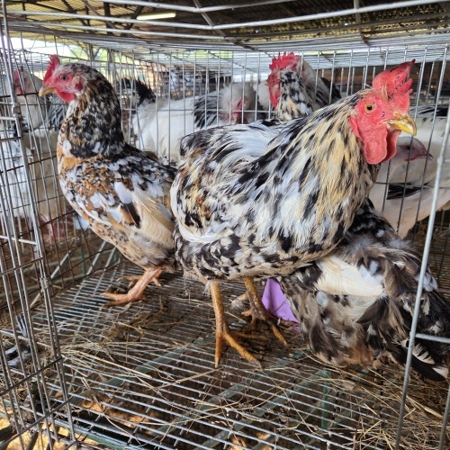 3 X VENDA ROOSTER & HEN TIEGERPOORT BOERDERY (Per animal to take the lot)