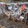 3 X VENDA ROOSTER & HEN TIEGERPOORT BOERDERY (Per animal to take the lot)